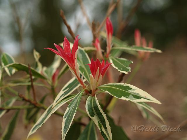Pieris Flaming Silver.jpg